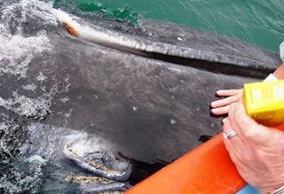  Touching a whale 